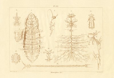 Metamorfosis de French School